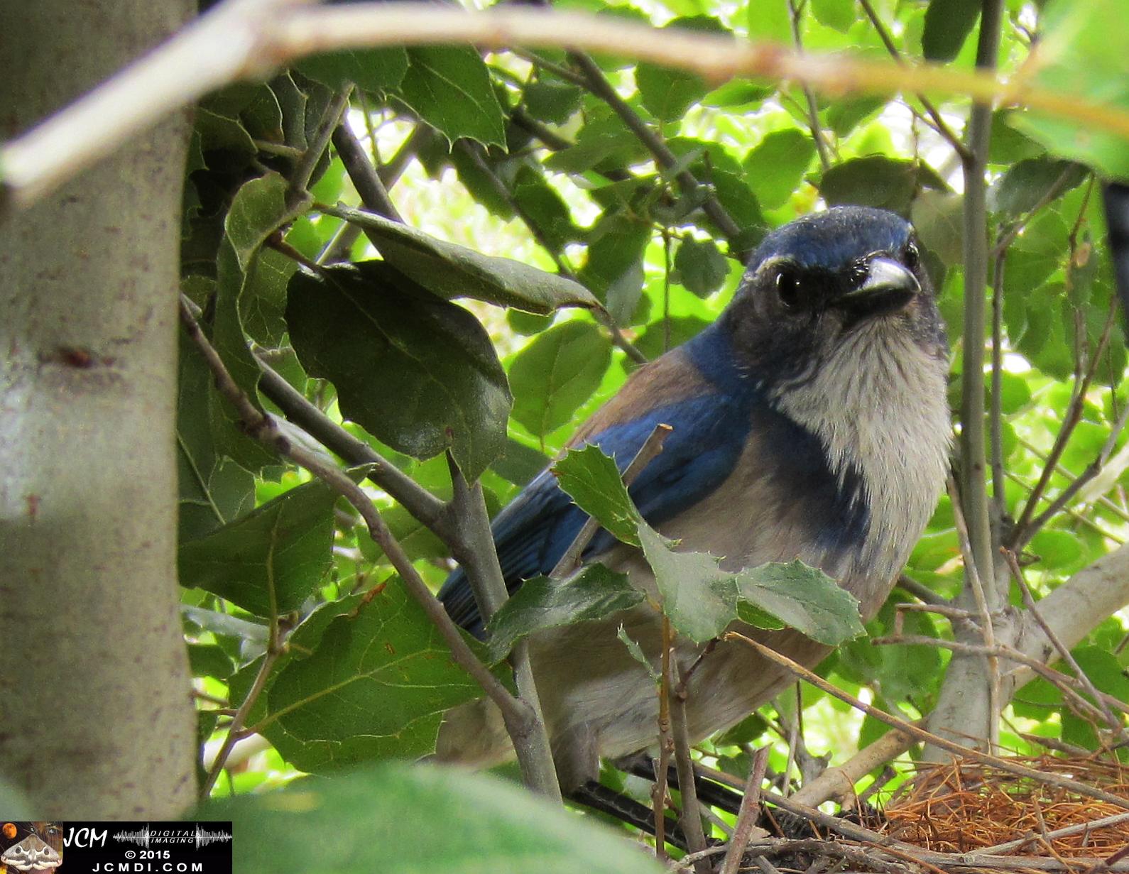 Scrub jay and chicks HS300 stills in Santa Clarita, Ca jcmdi.com